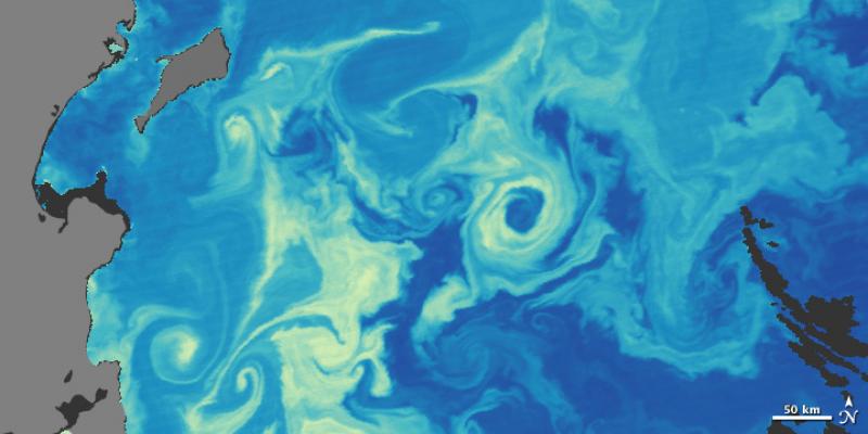 Les scientifiques utilisent des images satellites de l'océan pour estimer les concentrations de chlorophylle dans l'eau. Sur cette image, vous pouvez voir les tourbillons jaunes de phytoplancton concentrés à la surface de la mer.