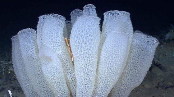 What is a glass sponge? - Oceans and seas of the world