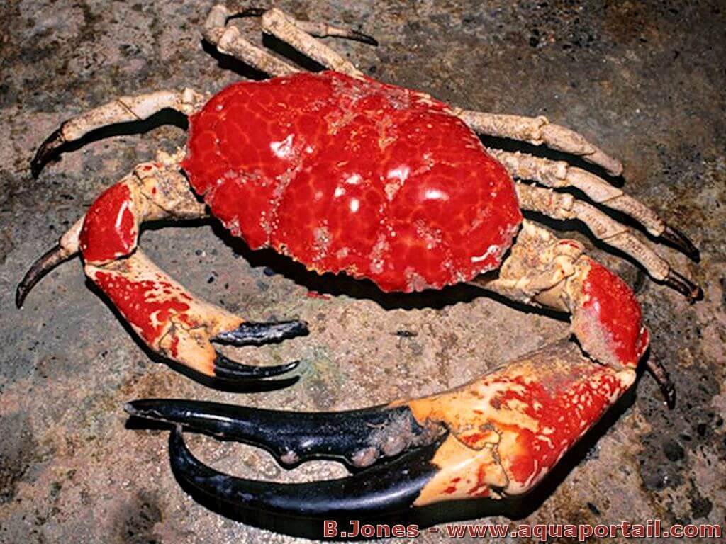 crabe géant de Tasmanie