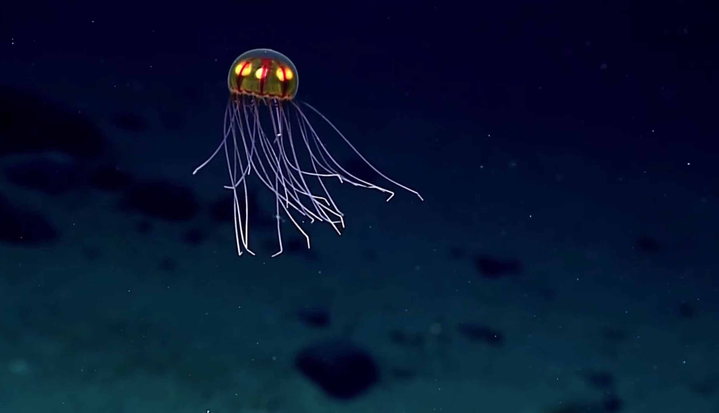 méduse découverte dans la fosse des Mariannes