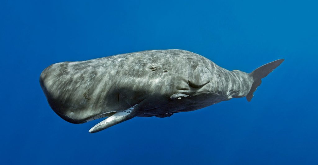 10 types de prédateurs marins populaires qui vivent dans l'océan Pacifique