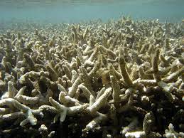 Comment le réchauffement climatique endommage les récifs coralliens
