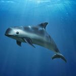 Vaquita