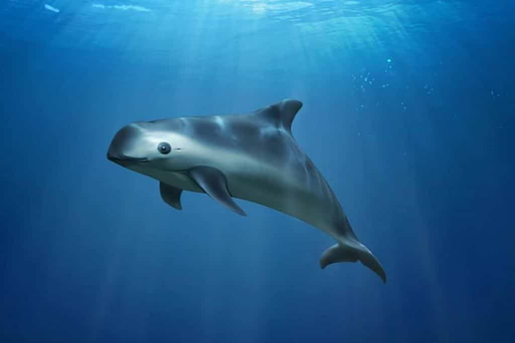 Vaquita