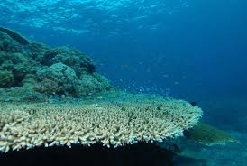 Comment le réchauffement climatique endommage les récifs coralliens